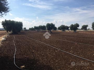 TER. AGRICOLO A POLIGNANO A MARE