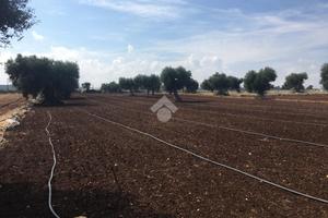 TER. AGRICOLO A POLIGNANO A MARE