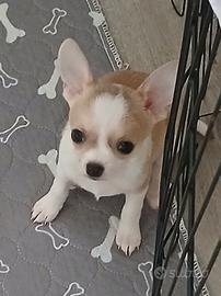 piccoli cagnolini