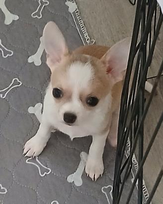 piccoli cagnolini