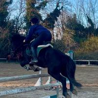 Pony 8 anni