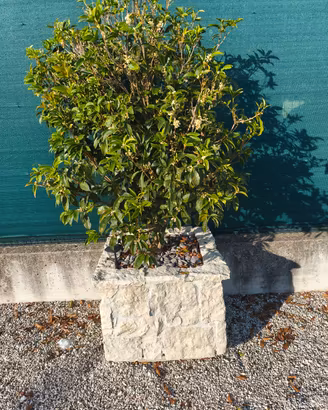 FIORAIE IN PIETRA