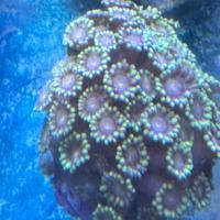 Acquario Marino coralli