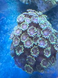 Acquario Marino coralli