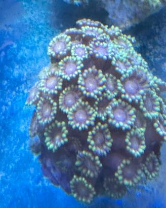 Acquario Marino coralli