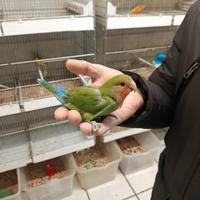 Pappagallo Allevato a mano