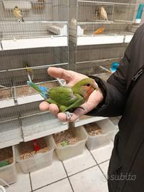 Pappagallo Allevato a mano