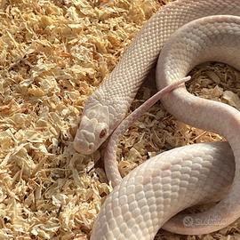 Phanterophis guttatus