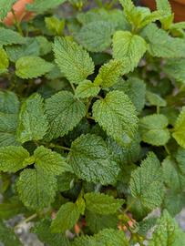 Melissa essiccata in foglie 100 gr