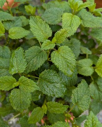 Melissa essiccata in foglie 100 gr