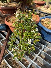 Pre-bonsai Cotoneaster horizontalis