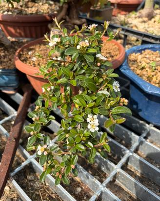 Pre-bonsai Cotoneaster horizontalis
