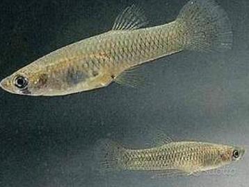 Gambusie ( mangiazanzare )