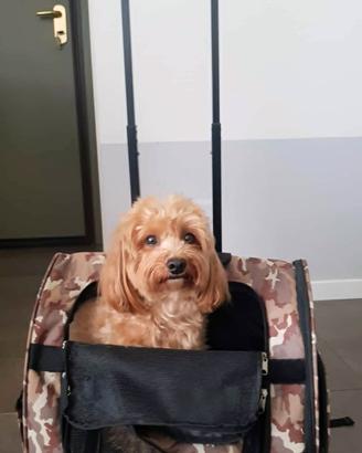 Trasportino trolley-zaino Camon "Max" Camouflage 