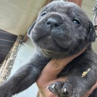 Cucciole femmine cane corso