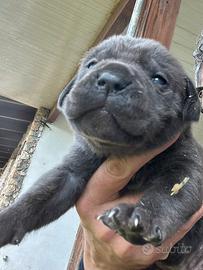 Cucciole femmine cane corso