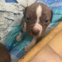 Pitbulll