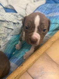 Pitbulll