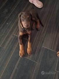 Dobermann