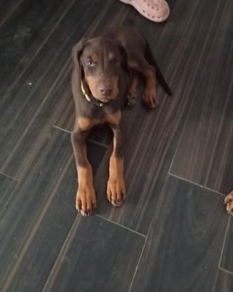 Dobermann