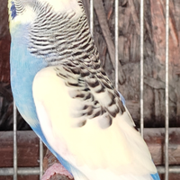 Colorite varie colorazione