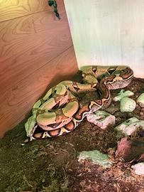 Boa constrictor