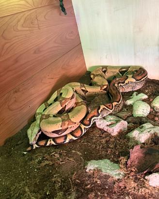 Boa constrictor