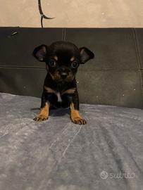 Chihuahua