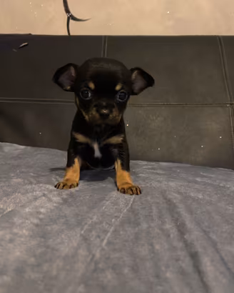 Chihuahua