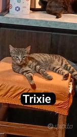 Trixie
