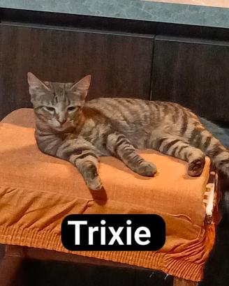 Trixie