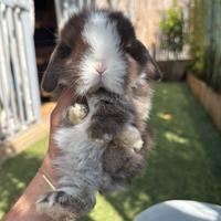 Minilop e conigli ariete nano