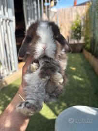 Minilop e conigli ariete nano