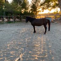 Vendesi pony