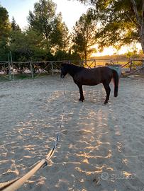 Vendesi pony