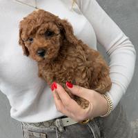 Barboncino Mini Toy Cuccioli