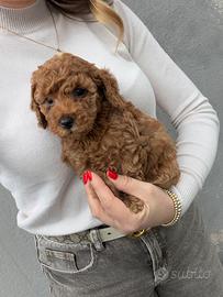 Barboncino Mini Toy Cuccioli