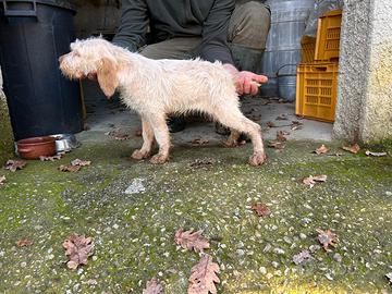Spinone Italiano