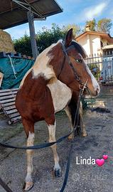 Puledra