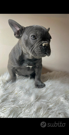 Bulldog francesi crema e blue