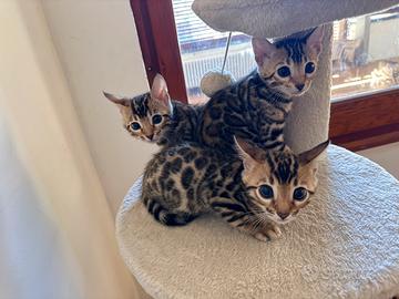 Cuccioli di Bengala