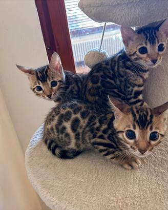 Cuccioli di Bengala