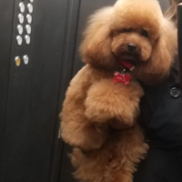 Monta accoppiamento barboncino toy