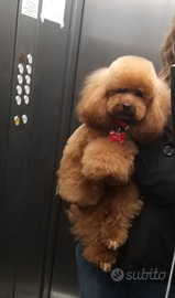 Monta barboncino toy