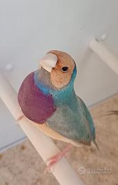 Diamanti di Gould