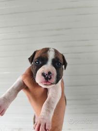 Cuccioli Amstaff