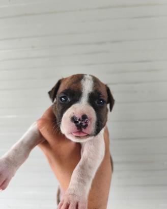 Cuccioli Amstaff
