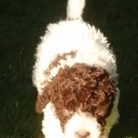 Lagotto Romagnolo