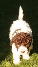 Lagotto Romagnolo