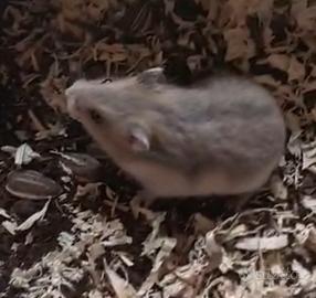 Criceti diverse razze